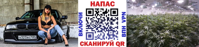 Шишки марихуана AK-47 Лангепас